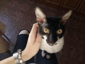 Котовторник 06.10.2015