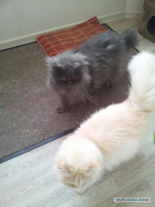 Котовторник 20.10.2015