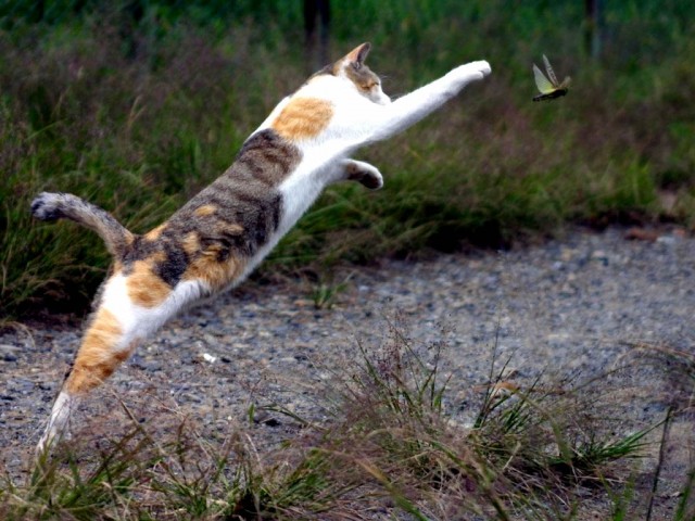 Коты, кошки, котята