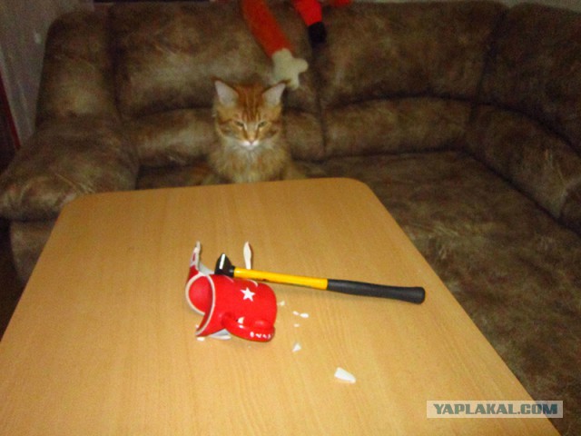 Котовый ответ Турции