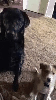 Иди сюда друган! Сфоткаемся!