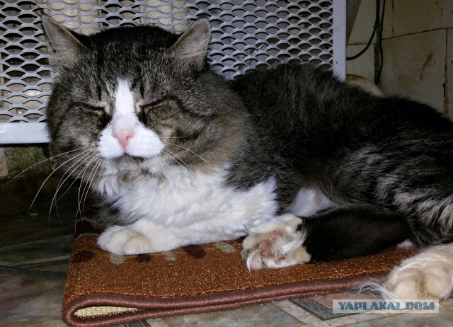 Пост невероятной кошачьей красоты. 25 фот.