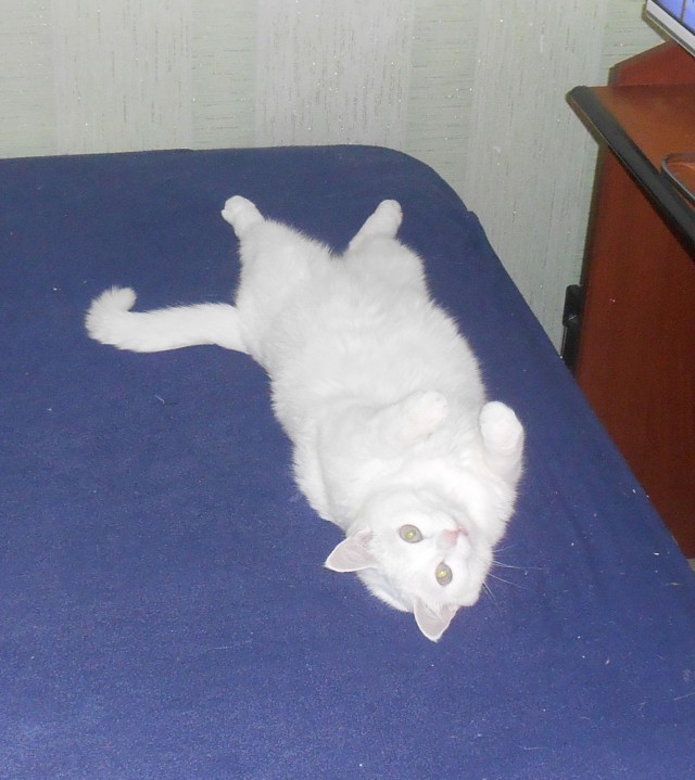 Котовторник