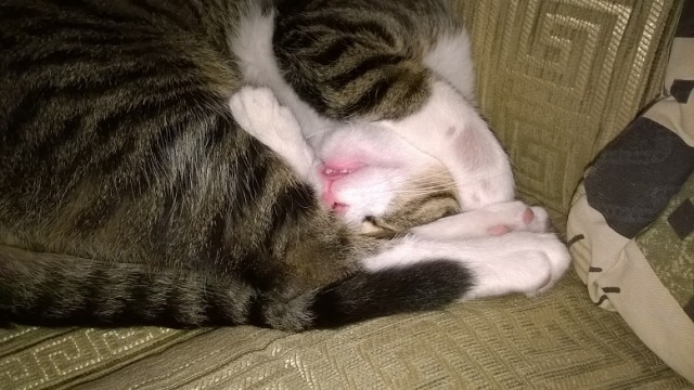 Котовторник 16.02.16