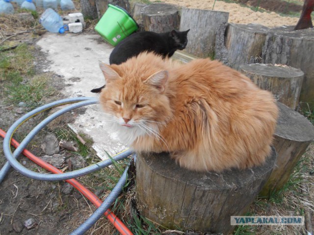 Жизнь домашнего приюта для котеек 108