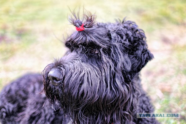 Страшно красивые терьеры