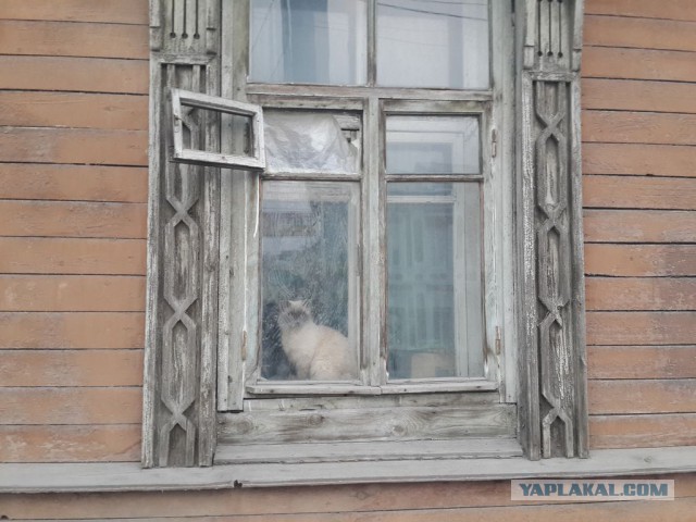 Кошки, которых я встретил на своем пути:)