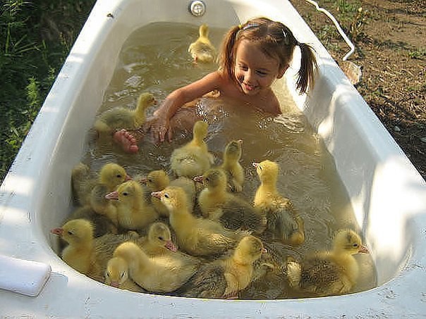 Ути ути... га га га