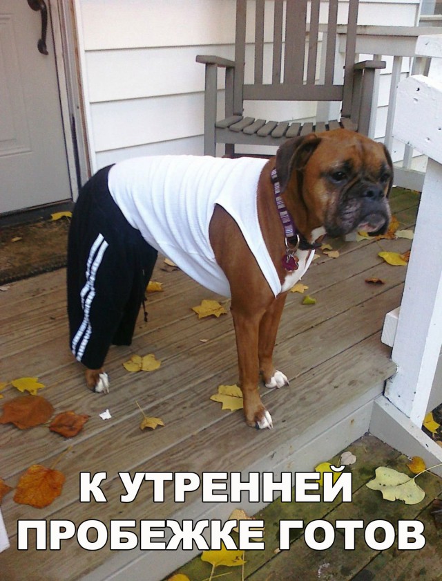 Прикольные животные