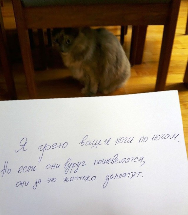 Коты из сети