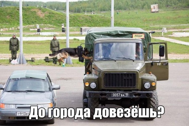 Подборка забавных животных