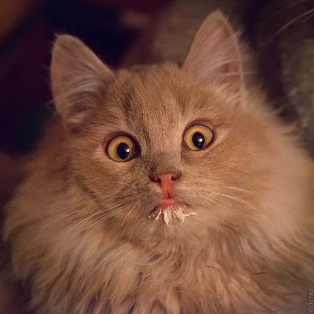 Коты и Кошки