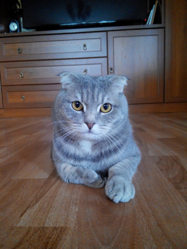Котовторник 07.11.2017