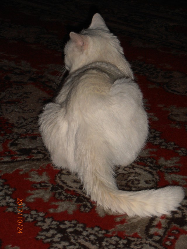 Котовторник  14.11.2017