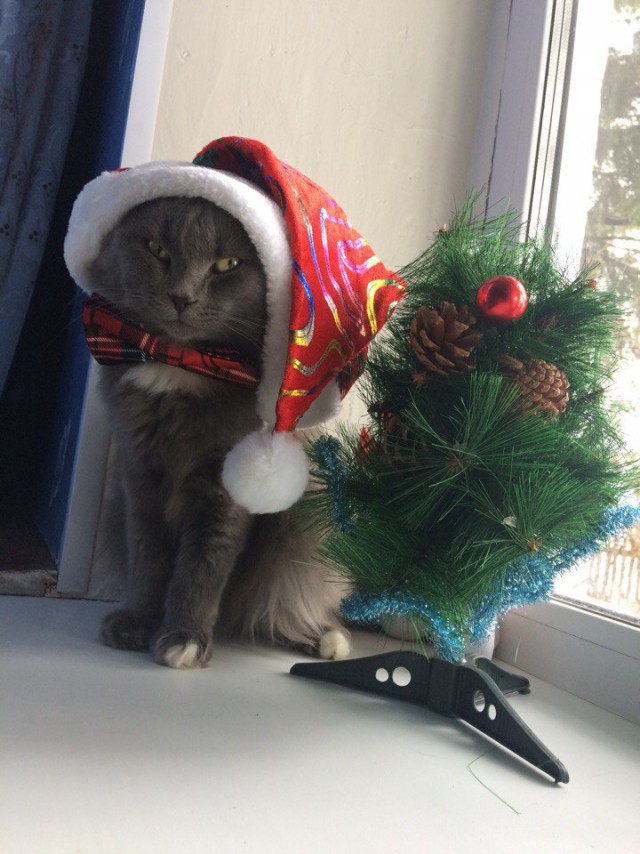 Коты и Кошки