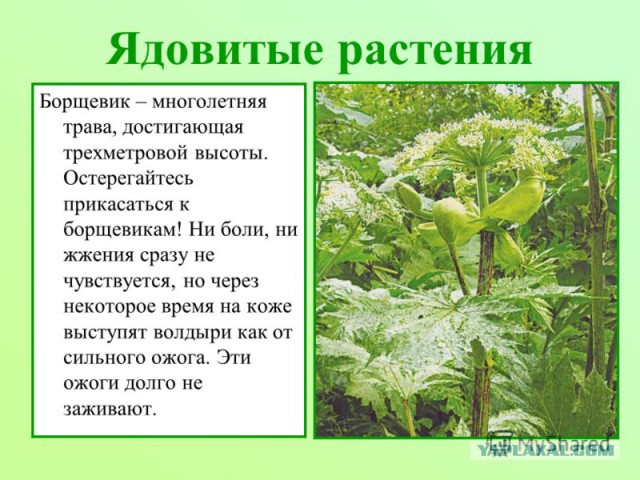 Как растение Пуэрария побеждает США