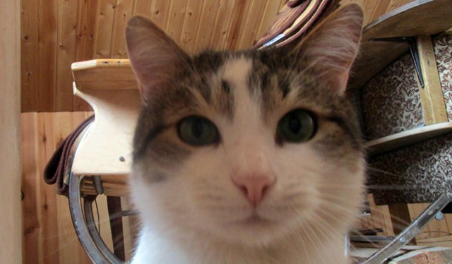 Котовторник 20.03.2018