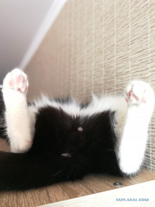 Котовторник 27.03.2018