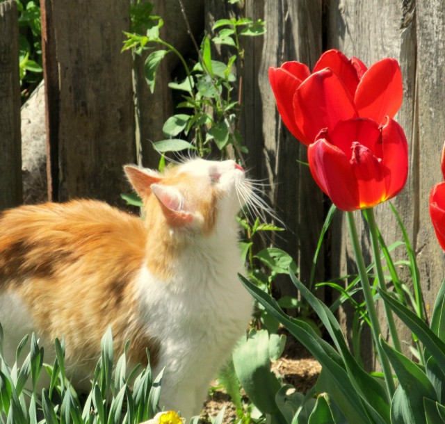 Фотобомбы котов