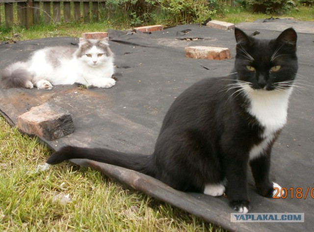 Котовторник 05.06.2018