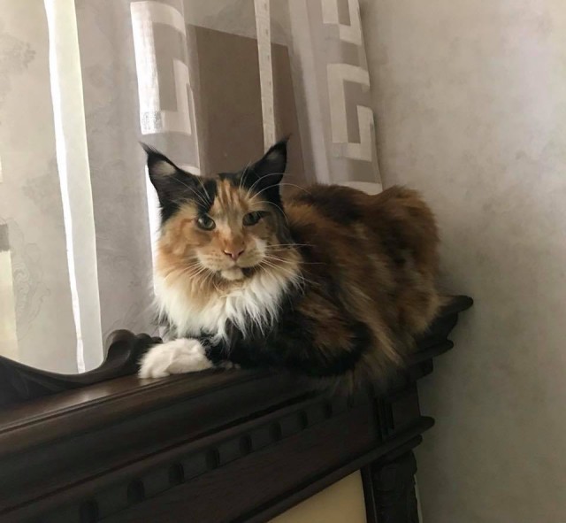 Котовторник 19.06.2018