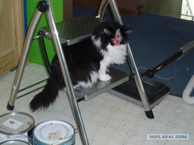 Рыжий котовторник на ЯПлакал!, Смотрим  и добавляем!