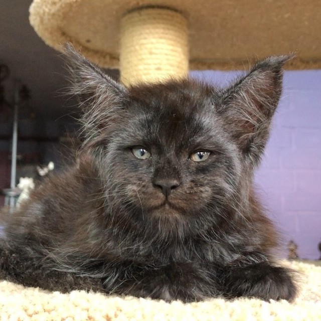 Кот с человеческим лицом