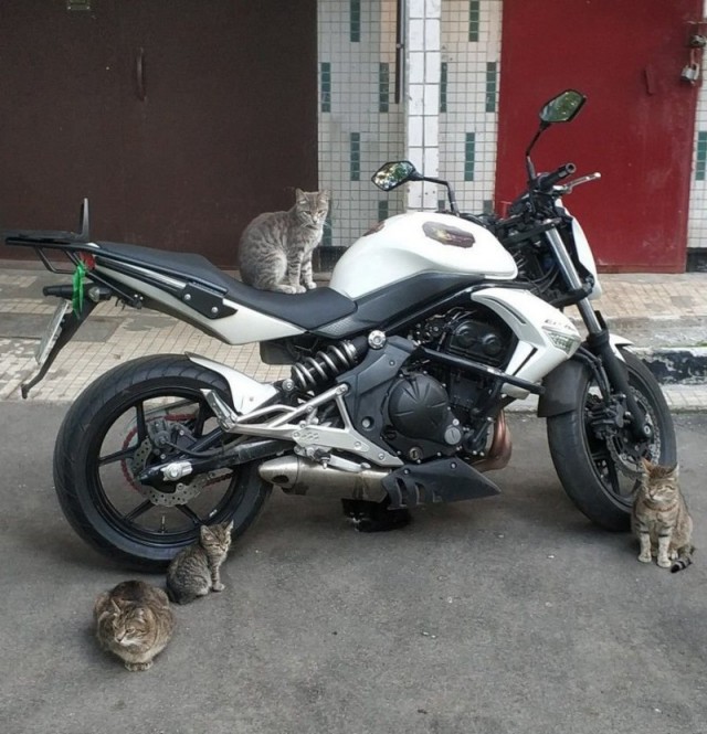 Прикольных котов пост