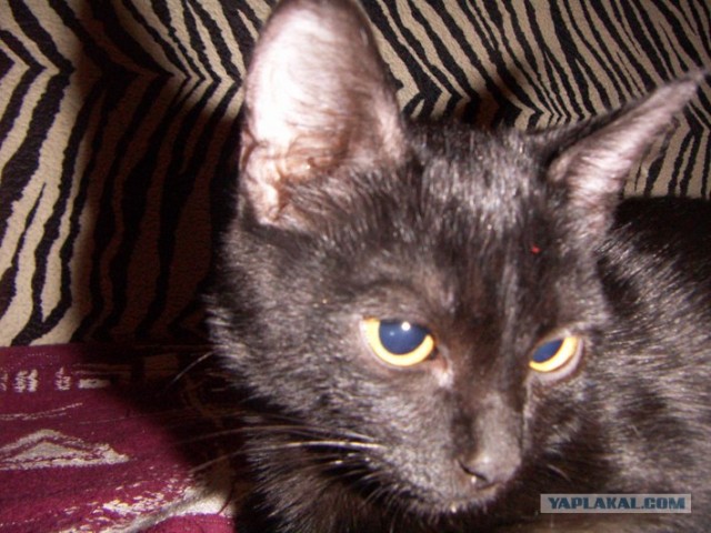 Котовторник на ЯПлакалъ