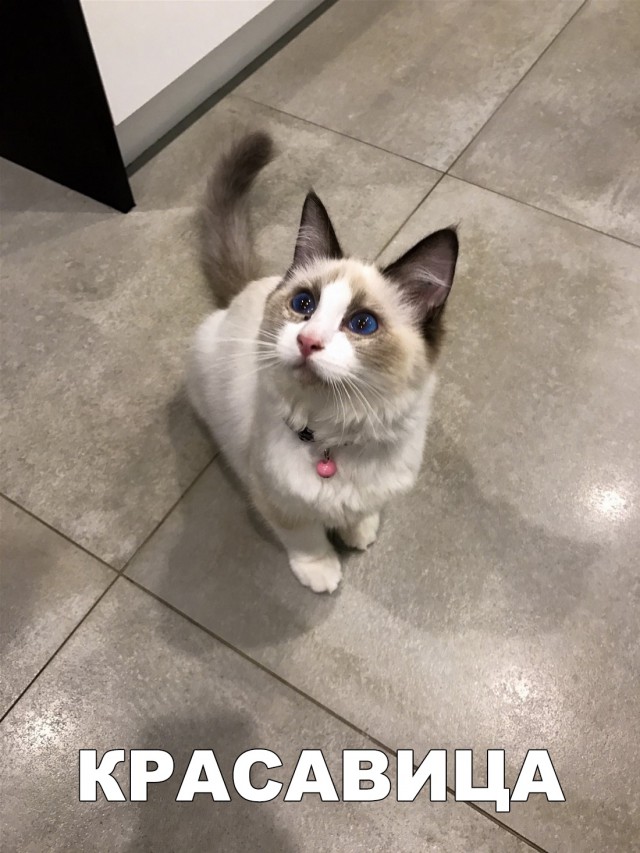 Немного милоты