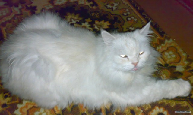 Последний Котовторник... октября :)