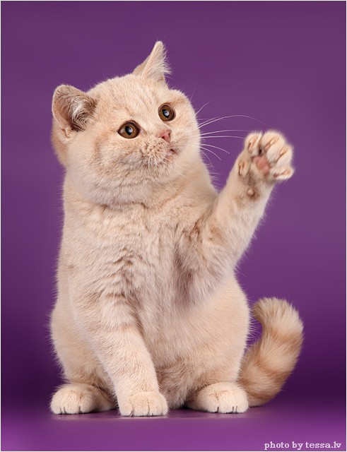 Котовторник стартует