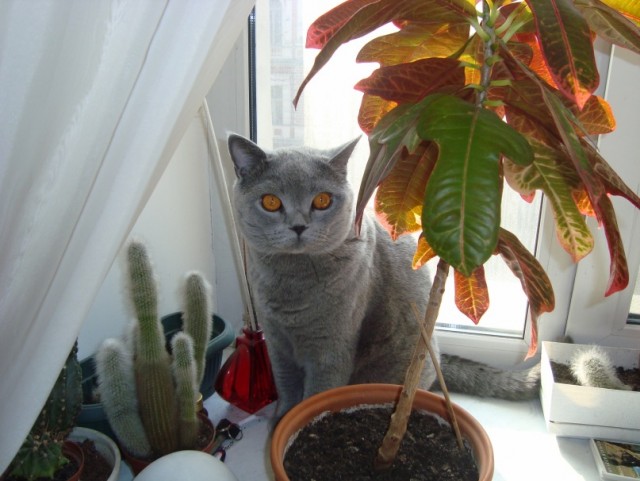 Начинаем котовторник!