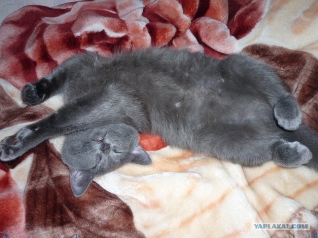 Котовторник на середину июня