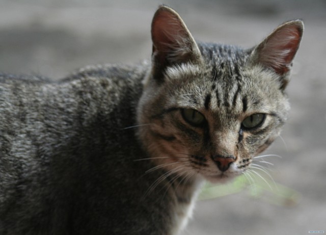 Котовторник с Кузей