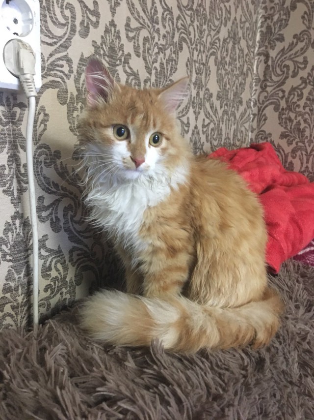 Еще одного кота пост..