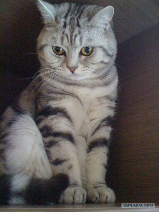 Котовторник 24.04.2012