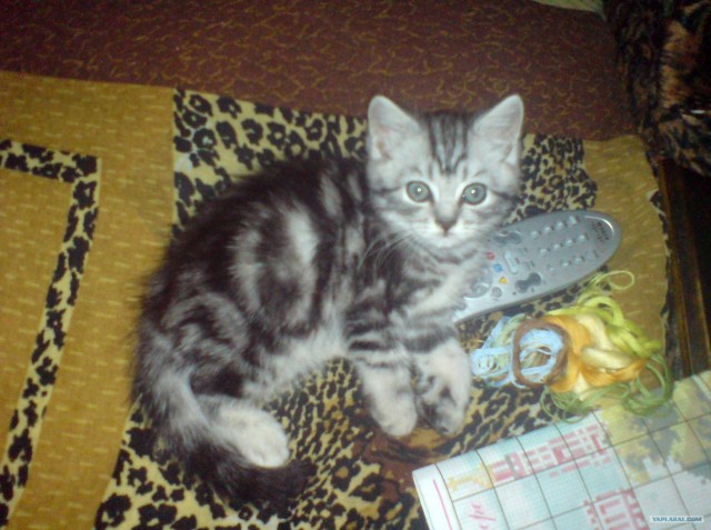 Котовторник  19.06.2012