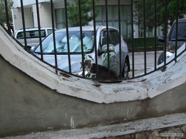 Котовторник 31.07.2012 г.