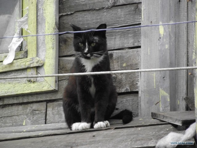 Котонянька и котовторник
