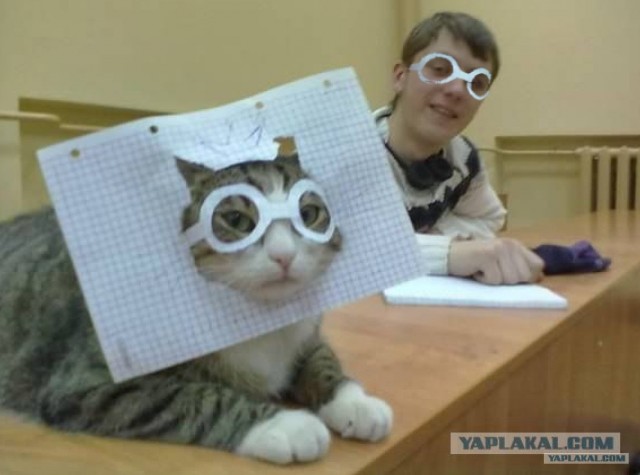 Котовторник ( 23.10. 2012. )