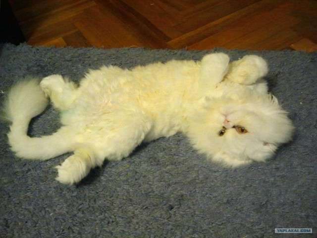 Котовторник 29.01.2013