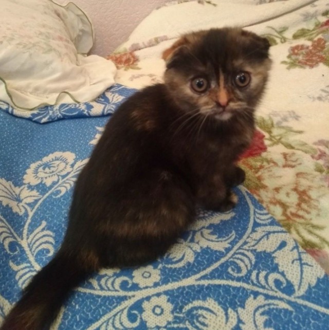 Забавные фото котеек