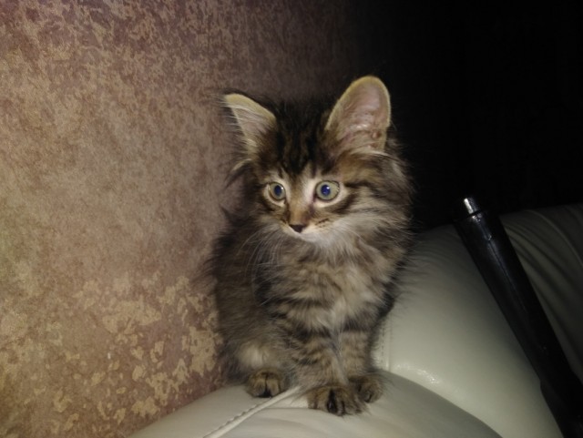 Котобелочка