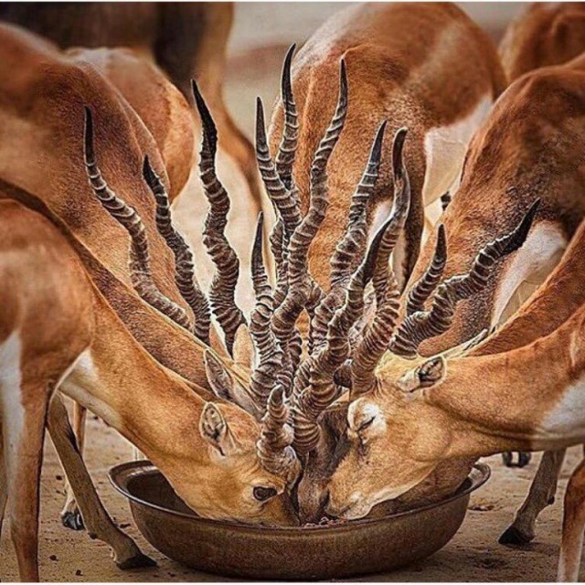 Живность из сети