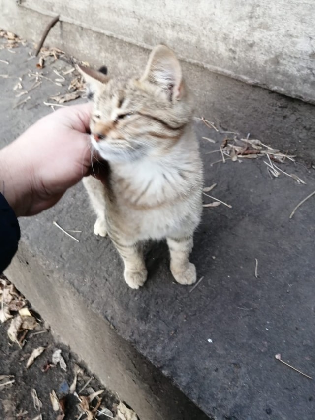 Забавные фото котеек