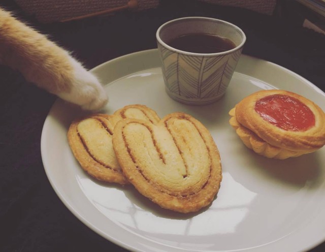 Котовторник 03.03.2020