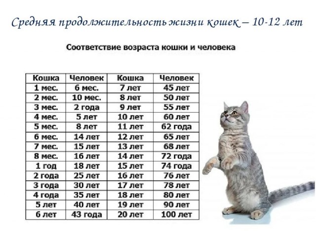 В библиотеке Тверской области SMM-менеджером "работает" кот