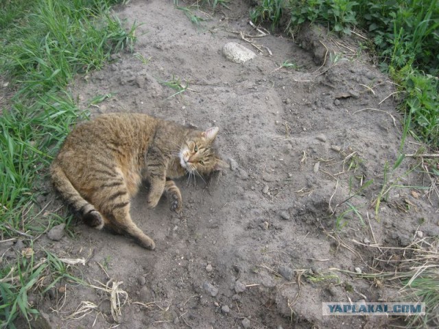 Жизнь домашнего приюта для котеек 290