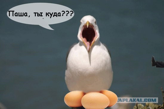 Битва фотожаберов (Команда №3)